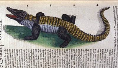 Krokodil. in Historia Animalium door Conrad Gesner (1516 - 1565), Tiguri door Unknown artist