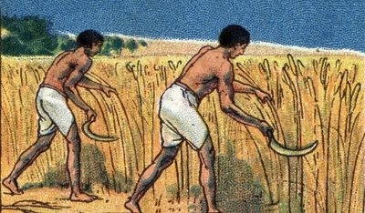 Dagelijks leven in het oude Egypte: boeren oogsten de bles, begin 20e eeuw (chromo) door Unknown Artist