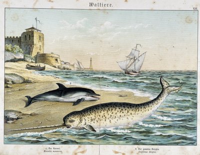 Dolfijn en narwal (of narhwal), een walvisachtige - in "Natural Stories of Mammals", ed. Schreiber door Unknown artist
