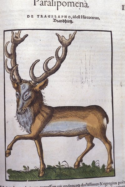 Hert na Historiae animalium door Konrad Gesner, Tiguri door Unknown artist