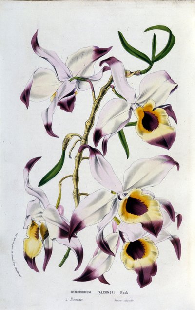 Dendrobium falconeri: familie van orchideeën door Unknown artist