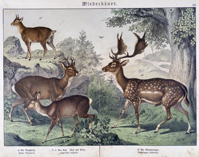 Hert, eland - in "Natural histories of mammals", ed. Schreiber door Unknown artist