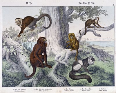 Verschillende apensoorten - in "Natural histories of mammals", ed. Schreiber door Unknown artist