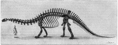 Dinosaurusskelet: 