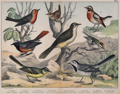 Diverses illustratie van vogels "Geschiedenis" natuurlijke vogels". ed. Hoepli, Milaan door Unknown Artist