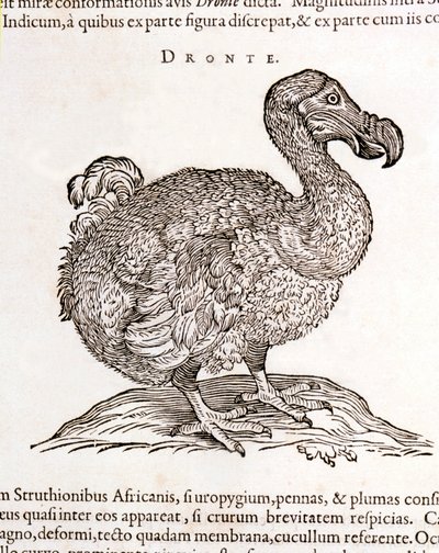 Dodo of Dronte. Uitgestorven vogel - in 