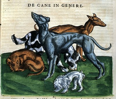 Honden uit de Historia Animalium door Conrad Gesner, Tiguri 1560. Biblioteca nazionale Braidense. Milaan door Unknown artist