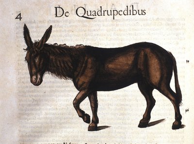 Ezel uit Historia Animalium door Conrad Gesner, Tiguri 1560 door Unknown artist