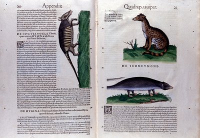 Dubbele pagina van Historia Animalium door Conrad Gesner, Tiguri door Unknown artist
