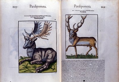 Dubbele pagina van herten in Historia Animalium door Conrad Gesner (1516 - 1565), Tiguri door Unknown artist