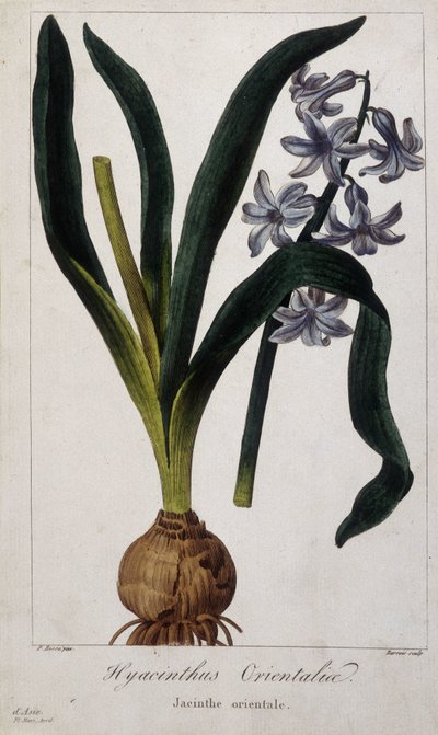 Oosterse hyacint (Hyacinthus Orientalia) Botanische plaat van Aziatische planten uit de 19e eeuw door Unknown artist