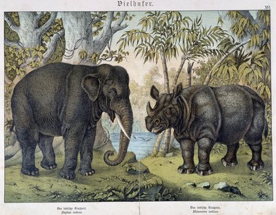 Olifant en neushoorn - in "Natural histories of mammals", ed. Schreiber, München door Unknown artist