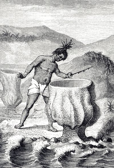 Gravure die een variëteit van spons voorstelt genaamd Neptunus