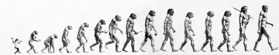 Evolutie: Vergelijkingen van morfologieën van de aap tot de huidige mens (verschillende hominiden). Eindgravure van de 19e eeuw. door Unknown artist
