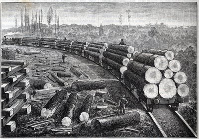 Exploitatie van Amerikaanse bossen. Tijdelijke spoorwegen met houten spoor. Wagons die boomstammen vervoeren. Gravure in 