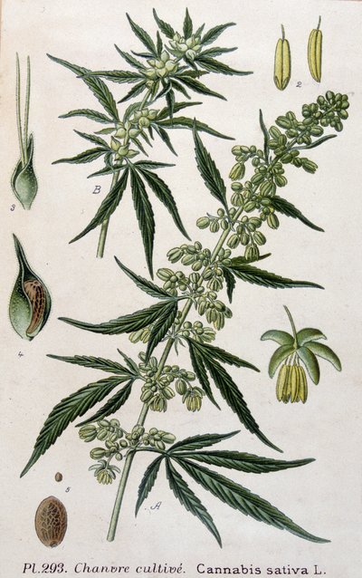 Vrouwelijke cannabisplant. Gravure uit de 19e eeuw door Unknown artist