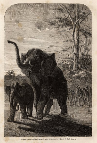 Vrouwelijke olifant beschermt haar jong tegen jagers van Zambese. Gravure ter illustratie van Dr. Livingstone