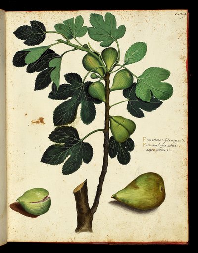 Vijg en vijgentak Botanische plaat uit een trek van Natuurlijke Historie over fruit en groenten. Ulisse Aldrovandi fonds, Bibl. Universitaire, ed. 1603. door Unknown artist