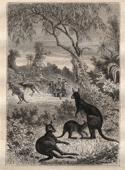 Eerste reis (1768-1771) door kapitein James Cook (1728-1779): de zeelieden ontdekken de kangoeroes (Australië) - illustratie uit 