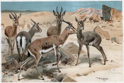 Gazelle - gravure uit 