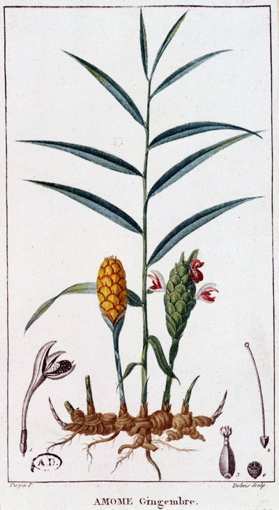 Gember (Amome) - botanische plaat door Unknown artist