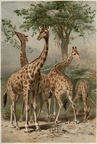 Giraffe - De giraffe (Giraffa camelopardalis) - gravure uit 