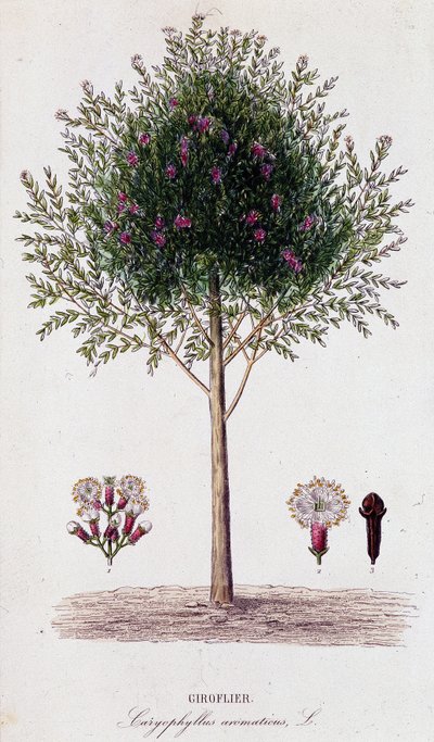 Girofus (Caryophyllus aromaticus) door Unknown artist