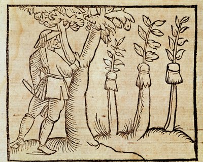 Bomen enten, illustratie uit De Agricoltura Vulgare, door Pier Crescenzio, editie gepubliceerd in Venetië door Unknown artist