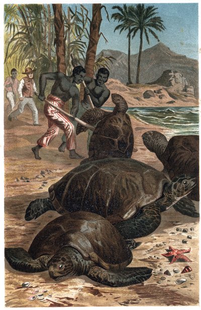 Groene schildpad of Atlantische schildpad - gravure uit 