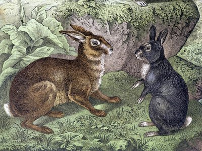 Haas en konijn - in Natuurlijke geschiedenis van zoogdieren, ed. Schreiber door Unknown artist