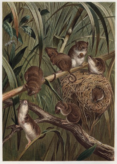 Oogstmuis (of dwergmuis) - Euraziatische oogstmuis (Micromys minutus) - gravure uit 