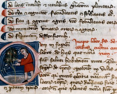 Tuinbouw: oogsten van fruit. Detail. Manuscriptpagina (MS.s.vi) Agrarisch Verdrag (Trattato di agraria) door Pietro de Crescenzi (1233-1320) 14e eeuw Cesena, Biblioteca Malatestiana door Unknown artist
