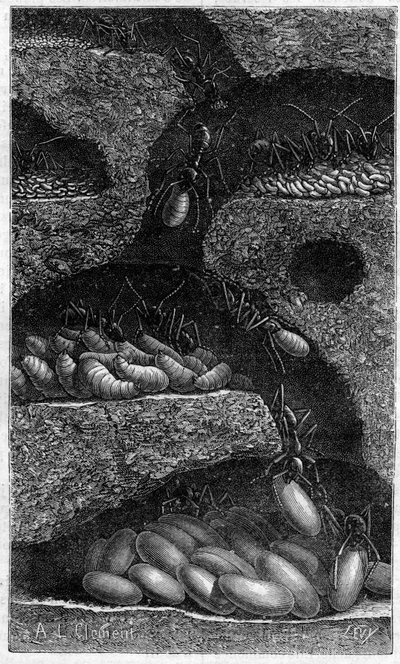 Huisvesting van eieren en larven in een mier. Gravure in 