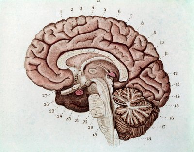 Menselijke hersensectie met hersenhelften en cerebellum (gravure) door Unknown artist