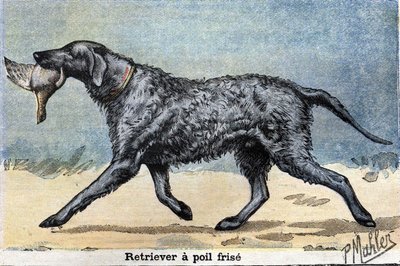 Jachthond: Krulharige Retriever door Unknown artist