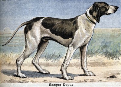 Jachthond: Braque Dupuy door Unknown artist