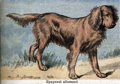 Jachthond: Duitse spaniël door Unknown artist