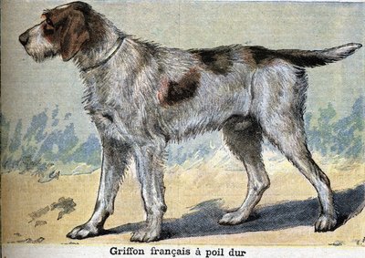 Jachthond: Griffon français ruwharig door Unknown artist
