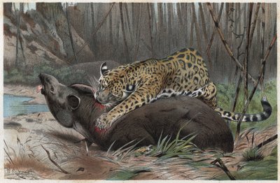 Jaguar (Panthera onca) - gravure uit 