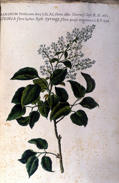 Jasmijntak. Plaat uit een 17e-eeuws herbarium door Unknown artist