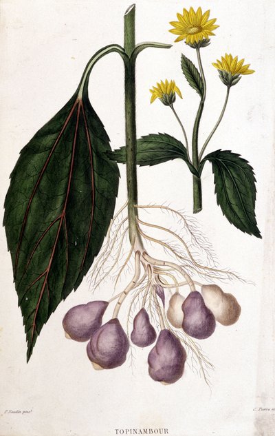 Aardpeer - botanische plaat door Unknown artist