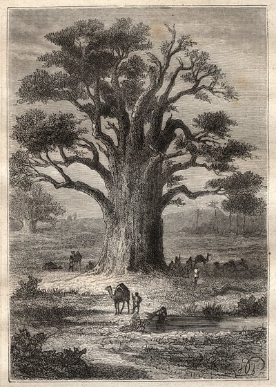 Reis (1798) door Frederic Conrad Hornemann (1772-1801) naar Fezzan (Libië): een baobab - illustratie uit 