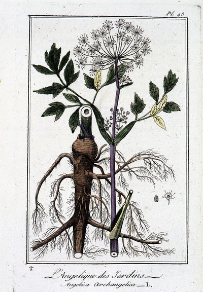 De tuinaardengel (Angelica Archangelica) - in 