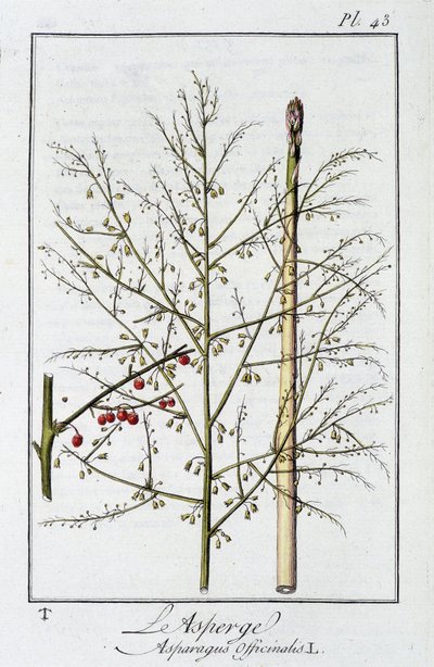 De asperge (Asparagus officinalis) - in 