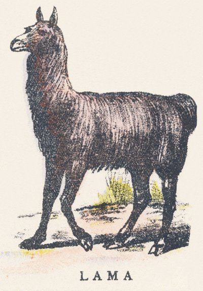L: lama door Unknown artist