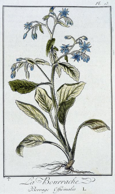 La Bourrache (Borrage Officinalis) - in 