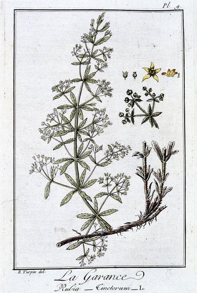 De meekrap (Rubia Tinctorum) - in "Exercises de botanique à l