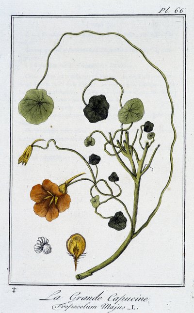 De grote kapucijn (Tropaeolum Majus) - in 