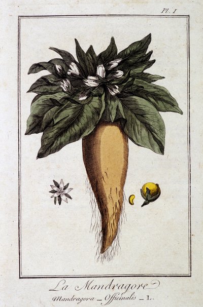 La Mandragore (Mandragora Officinalis) - in 
