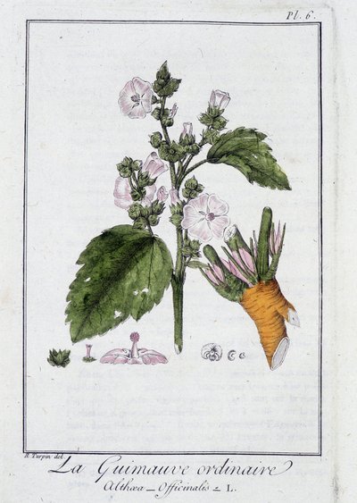 De gewone heemst (Althaea Officinalis) - in 